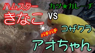 【コザクラインコ×ハムスター】コザクラアオちゃんｖｓハムスターきなこ！？正月帰省で両ペット初接触！「カツ★ガレーヂハムスター＆コザクラインコ」