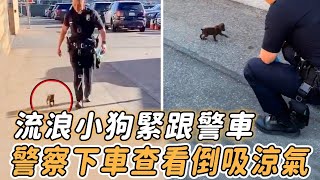 流浪小狗緊跟警車，警察下車查看後，眼前一幕讓他倒吸涼氣........|#不可思議 #狗狗 #神奇 #暖心 #震驚