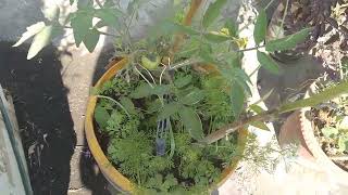 Chhat per kaise lagaye green plants ☘️#longvideo #vegitables #fruits #flowers #flower #fruit #garden