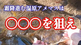 湿原河川にアメマスを探す！【White-spotted char】