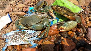 养殖场排出的死鱼死虾引来海货觅食，阿文守株待兔，来多少抓多少