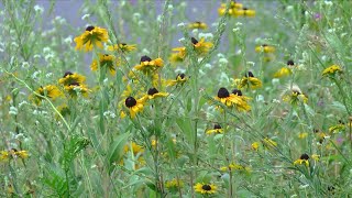 The Marquette Beautification Committee is awarded for outstanding work