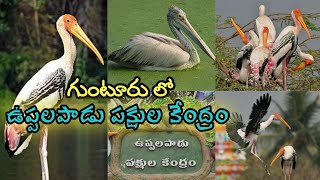 uppalapadu bird sanctuary in guntur || pakshula kendram || worldwide famous birds || female choice