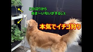 本気で🍓イチゴ狩りを楽しんだゴールデンレトリバー「サスケ」Golden retriever \