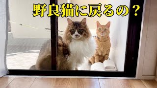 ご飯も食べずに出て行って帰って来ない猫たち【元野良猫まるとら&ぽこまる】