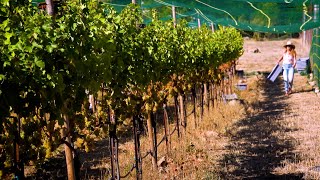 Women in Wine - A Deeper Dive