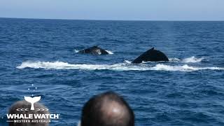 Hillarys Humpback Competition Pod