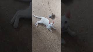 acá les dejo 2 videos de mi gato suho Xd