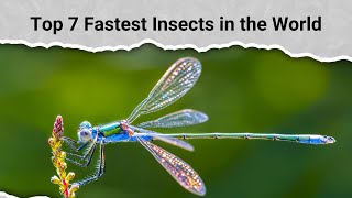 Top 7 Fastest Insects in the World