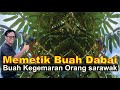 MeMetik Buah Dabai..Buah Kegemaran Org Sarawak Malaysia