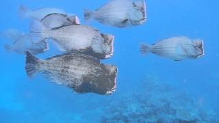 Great Barrier Reef - Fischschwarm