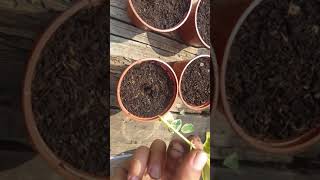 How To propagate A Euonymus In The UK! Tutorial Video!