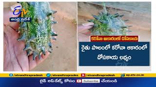 Coronavirus Shaped Cucumber in Odisha | కరోనాావైరస్‌ ఆకారంలో దోసకాయ