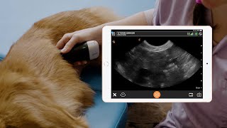 Why the New Clarius HD Ultrasound is the Right Choice for Veterinarians