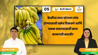 केळीचा वादा लांब, टिकाऊ आणि चमकदार बनवण्यासाठी हे करा.. | Banana Farming | Solutek Banana - 2