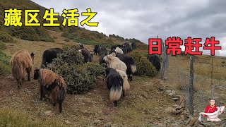 藏区牧场入冬早，牦牛找不到草吃，阿斌跟舅妈一起把牦牛赶下山喂【嘉绒阿斌】