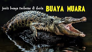 BUAYA MUARA BUAYA TERBESAR YANG MENGERIKAN