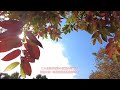 香港寶琳の紅葉散策2020 by dji pocket 2 red leaf hunting at tko po lam 2020