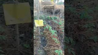 IPM (Yellow sticky trap) and tomato staking