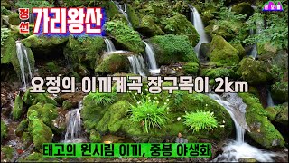 [가리왕산] 요정의 이끼계곡 장구목이 2km/ 태고의 원시림,이끼,중봉 야생화 천국/ 100대명산 한국에서 9번째 높은 산/ 지금 \