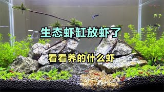 无过滤无打氧的生态虾缸，开始放虾了，红虾配绿缸还挺好