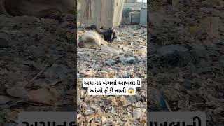 અચાનક બગલો આખલાની આંખો ફોડી નાખી 😱 #trending #viral #Reels #funny