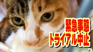 みきトライアル中断【保護猫ハウス日記】