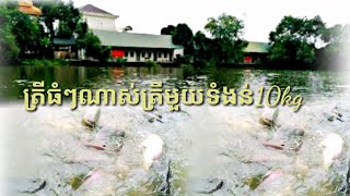 ត្រីធំៗណាស់រស់នៅក្នុងស្រះវត្ត,By  Realveasna Food videos