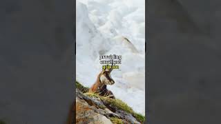 Chamois - the mountain goat from Europe #animalshorts #animals #wildlife