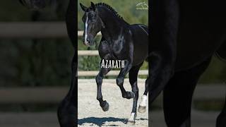 Names for Black Horses (pt. 2) | Unique Horse Name Ideas💡#horse #names #nameideas #pony