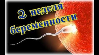 Календарь беременности: 2 неделя беременности!