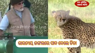 ୭୦ ବର୍ଷ ପରେ ଭାରତ ମାଟିରେ ଦୌଡ଼ିଲେ ଚିତା ବାଘ