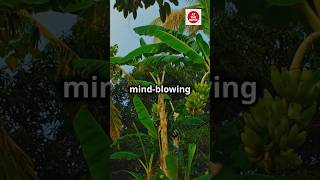 Banana Plants Can Move (And Here's How)