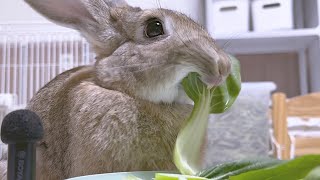 먹방 재능토끼🐰 사각사각 먹어주는 토끼먹방 ASMR | Rabbit Eating Bok Choy, Broccoli and Dried Napa Cabbage Mukbang