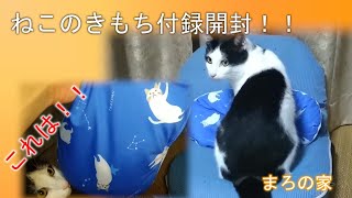 ねこのきもち2021年6月号付録開封！