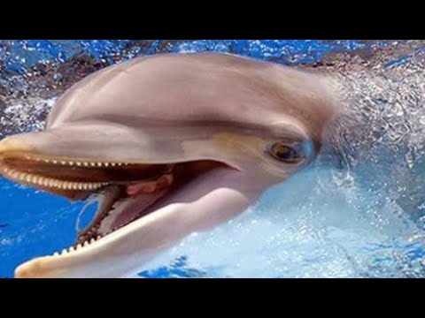 ПЕСНЯ ПРО ДЕЛЬФИНЁНКА СКАЧАТЬ БЕСПЛАТНО ПЕСНЯ ПРО ДЕЛЬФИНЁНКА СКАЧАТЬ БЕСПЛАТНО