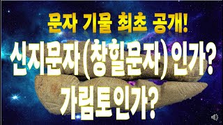 생애 처음 보는 문자. 6천년 전 신지문자(창힐문자)인가? 4천년 전 가림토문자인가?  ( 문자 새겨진  유물 최초 영상공개)