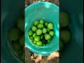 amazing jujube fruits farming কুল বরই চাষ কুল বরই খেতে hybrid jujube fruits kvs capture