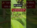 “যে ব্যক্তি আল্লাহর জন্য কাঁদে তার চোখে আগুন লাগবে না।”