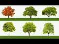 Tree Names, Meaning & Pictures | Trees vocabulary