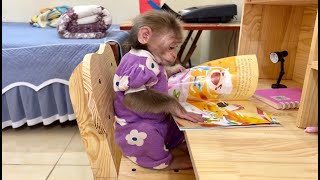 Abi monkey obediently studies when home alone