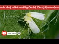 vayu yantra in redchilli black thrips control వాయు యంత్ర మిరప పంటలో బ్లాక్ త్రిప్స్ నివారణకు