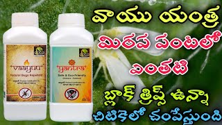 Vayu yantra in redchilli black thrips control/వాయు యంత్ర మిరప పంటలో బ్లాక్ త్రిప్స్ నివారణకు#