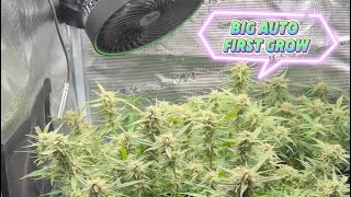 Update on my first grows Bruce banner auto (Herbies seeds) 42 fast bud (Mix Pack) with sf1000