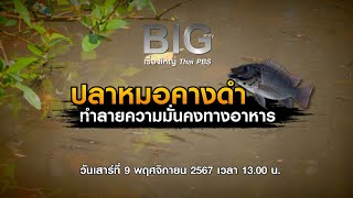 Big Story ปลาหมอคางดำทำลายความมั่นคงทางอาหาร(คลิปสั้น)