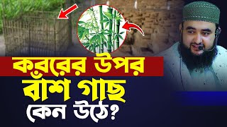 কবরের উপর বাঁশ গাছ কেন উঠে ? mustafiz rahmani