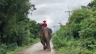 พายายน้ำมนต์ปล่อยป่า🥰🥰🐘🌧⛈🌦