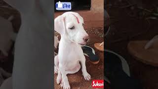 😂🤣புருஷன் பேர சொல்லமாட்டேன் 😂🤣 #dog #trendytrend #viral