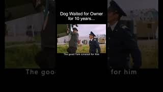 The Dog that waited 10 YEARS for it's Owner...
