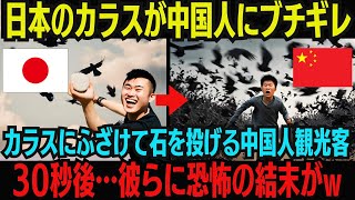 【海外の反応】「日本のカラスはのろまw」カラスに石を投げつけて遊ぶ中国人観光客。30秒後…彼らに自業自得すぎる恐怖の結末が